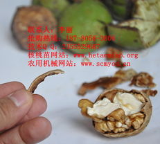 四川久亿农林其他种子与种苗产品详解