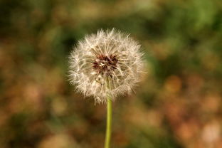 七日凝视 蒲公英种子的生命奇旅