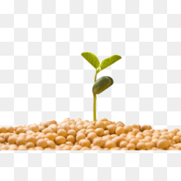 种子与新生 发芽的豆子图片库的艺术与设计价值