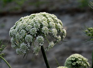 《浮光》 菜园里的种子，开出记忆的花