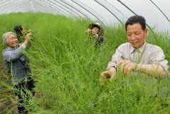 鹰牌进口原装芦笋种子 开启高品质芦笋种植新篇章