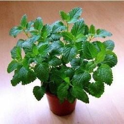 花卉飘香·田间无扰 美观高效的农场蚊虫治理方案