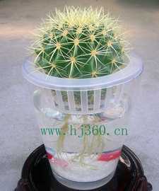 水培金琥仙人球 从种子开始的养护指南