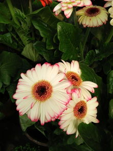 植物园花卉市场 百花争艳的绿色天堂