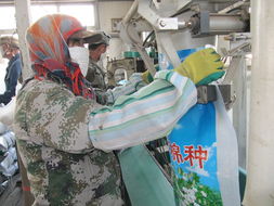 八师石河子总场种子加工厂加紧生产1500吨优质棉种花卉