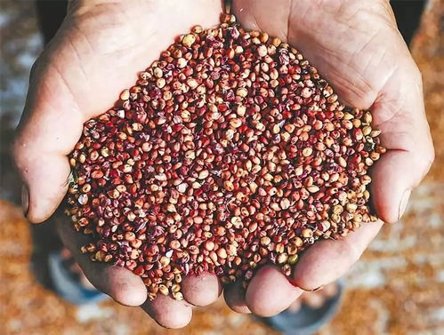 药补不如食补 21种五谷杂粮的营养价值解析